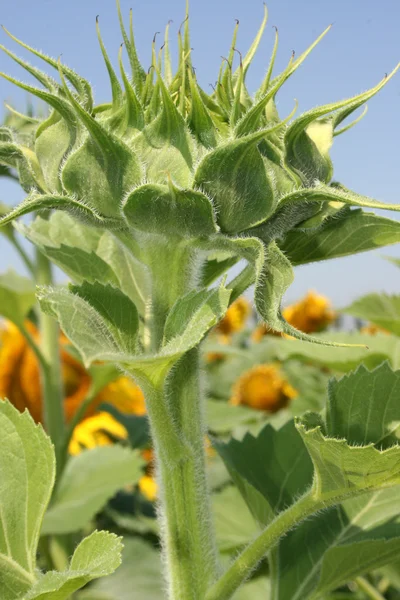 Capullo de girasol — Foto de Stock