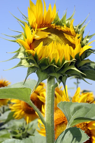 Solrosknopp — Stockfoto