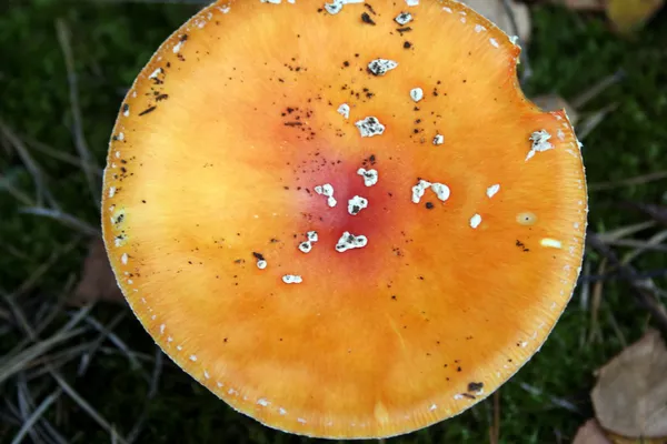 Красный грибной стул — стоковое фото