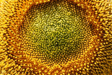 Güzel Sarı Ayçiçeği