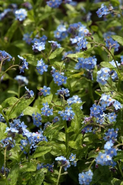 Forget-me-not — Stock Photo, Image