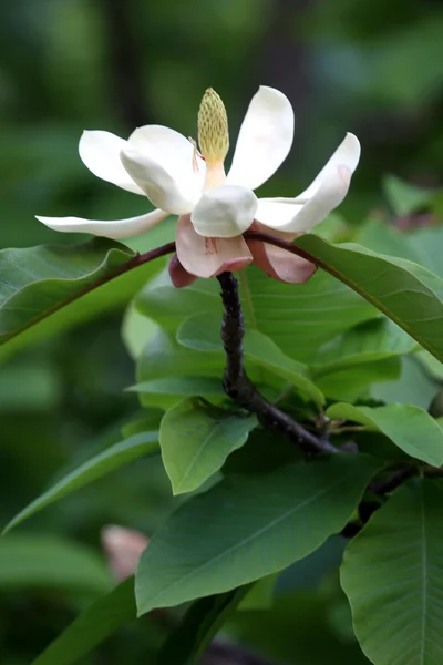 Magnolia blomma — Stockfoto