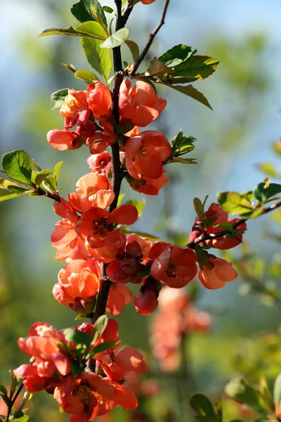 Chaenomeles japonica — Stock Photo, Image