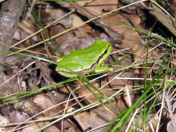 Grüner Frosch — Stockfoto