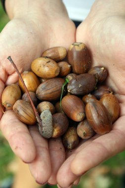meşe palamudu bir avuç