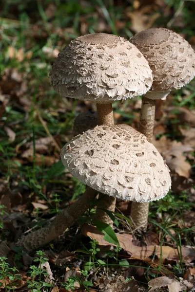 Mashrooms in forest — Stock Photo, Image