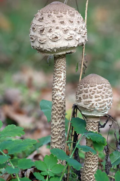 Mashrooms en el bosque Fotos de stock