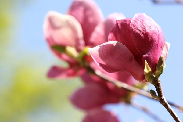 Magnolia flower — Stock Photo, Image