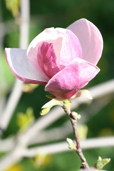 Magnolia flower — Stock Photo, Image