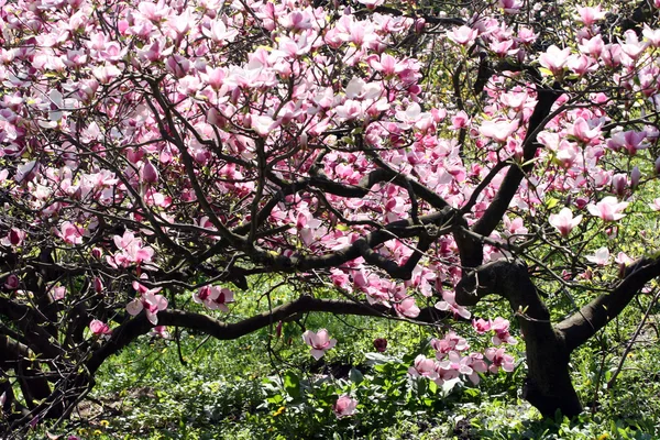 Magnoliaboom in bloei — Stockfoto