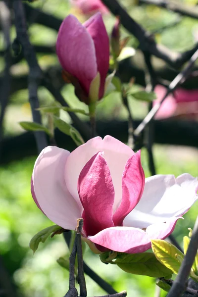 Magnolia flower Stock Photo