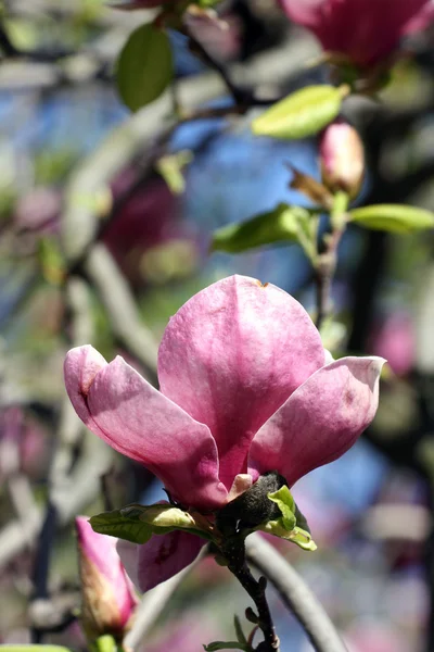 Magnolia bloem — Stockfoto