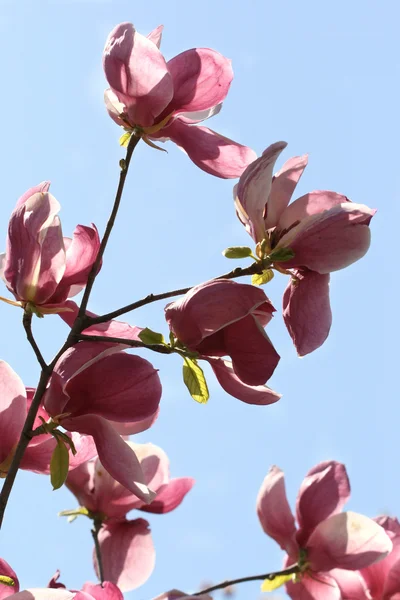 Branch of magnolia flowers — Stock Photo, Image