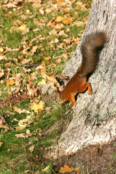 Esquilo vermelho — Fotografia de Stock