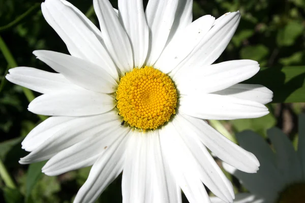 Close up camomile flower — Stock Photo, Image