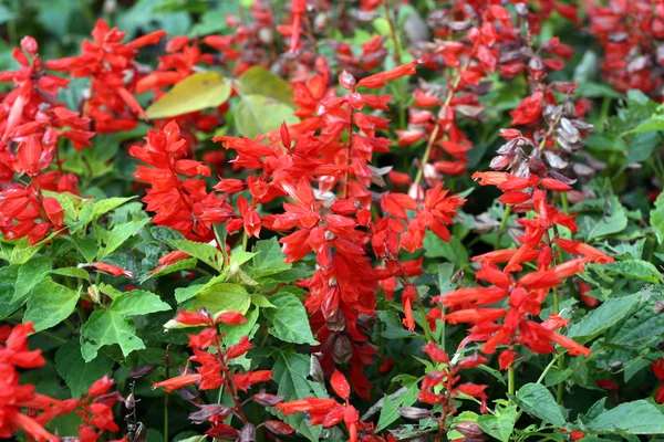 Salvia splendens 스톡 사진