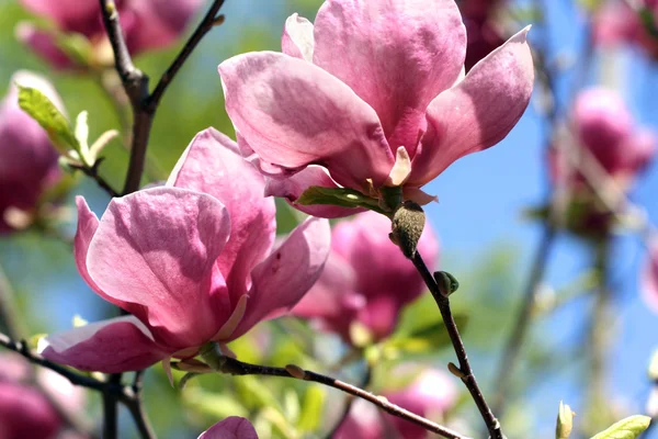 Magnolia flower — Stock Photo, Image