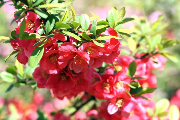 Chaenomeles japonica Imágenes de stock libres de derechos