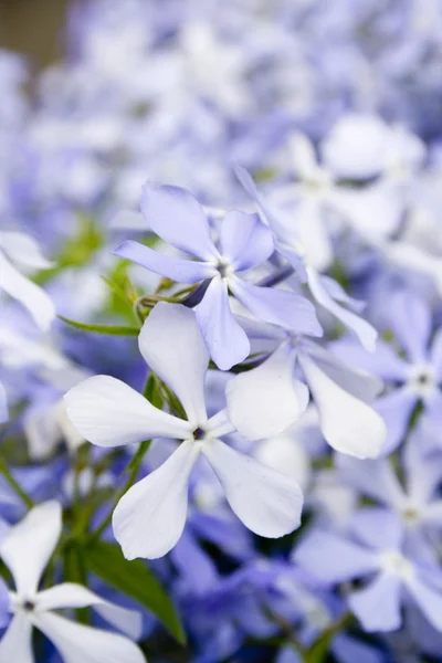 Periwinkle blommor — Stockfoto