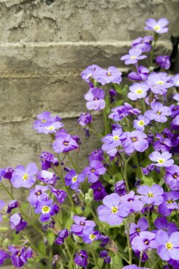 Little violet flowers clipart