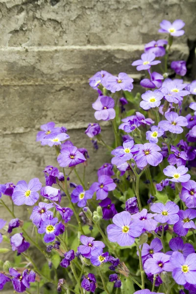Kis lila virágok — Stock Fotó