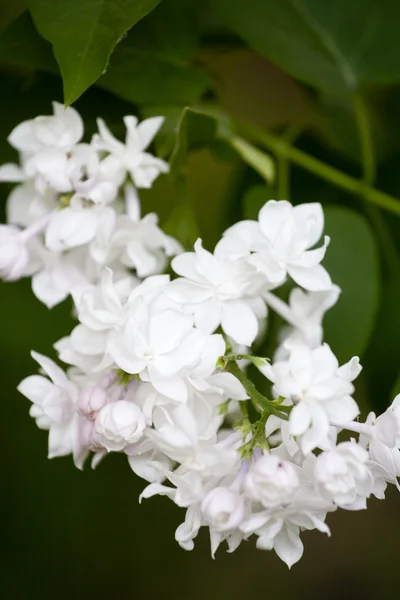 White lilac — Stock Photo, Image