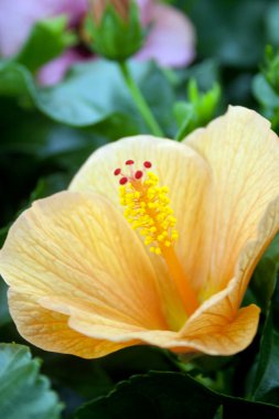hibiscus çiçeği