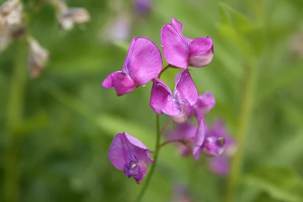 Λουλούδια Vicia — Φωτογραφία Αρχείου