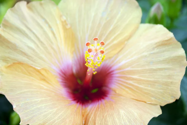 hibiscus çiçeği