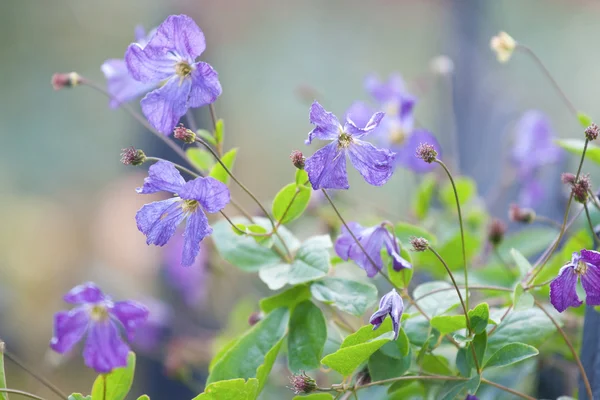 Fiori blu estate — Foto Stock