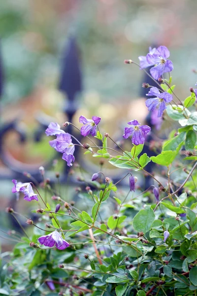 Fiori blu estate — Foto Stock