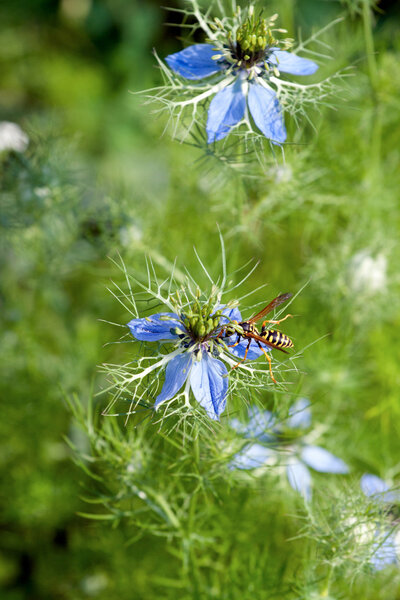 Nigella damascena