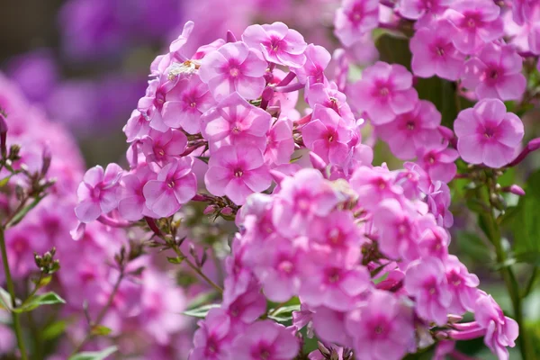 Rosafarbener Phlox — Stockfoto