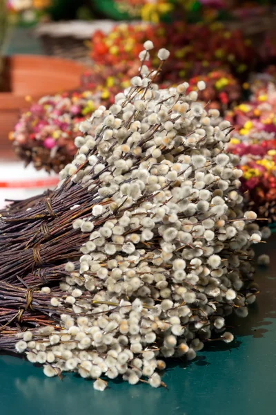 Salgueiro da Páscoa — Fotografia de Stock