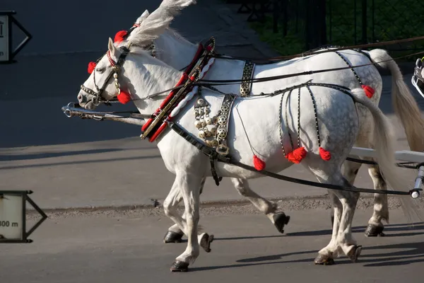 Atları Krakow Polonya — Stok fotoğraf