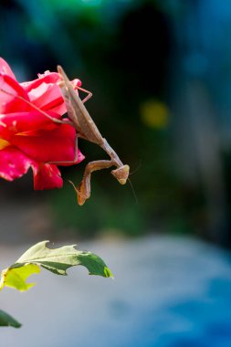 Kırmızı gül çiçekli büyük bej peygamber devesi.