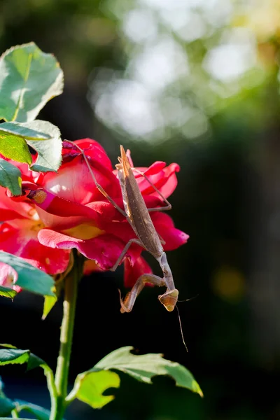 Großaufnahme Braune Gottesanbeterin Auf Roter Rosenblüte — Stockfoto