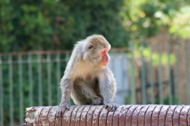 uyku sırasında makak