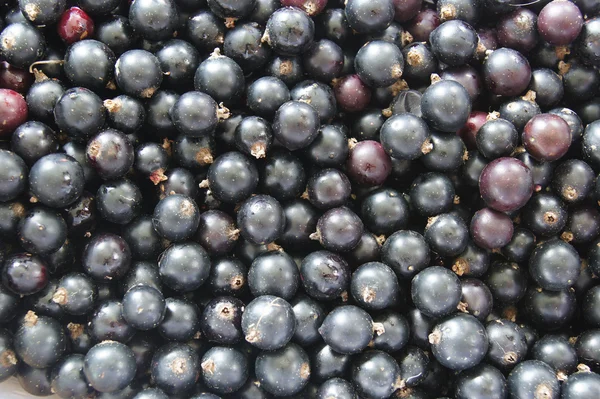 Scattering of black currant as the texture — Stock Photo, Image