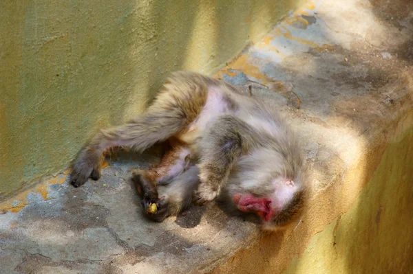 Сонний японської мавпи в зоопарку — стокове фото