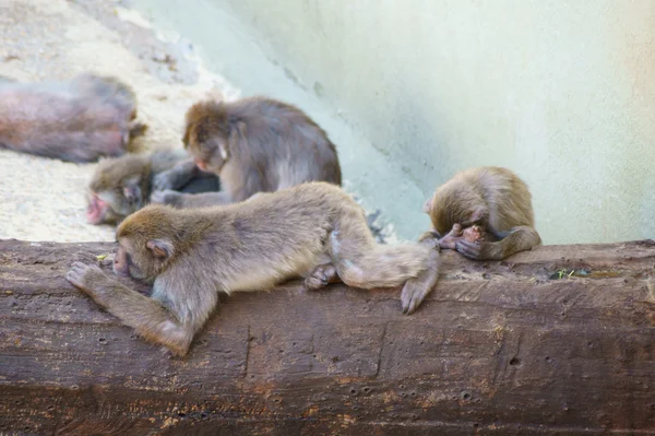 Férias divertidas bandos de macacos — Fotografia de Stock