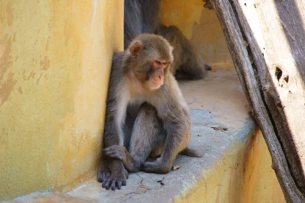 Singe réfléchi et triste à midi — Photo