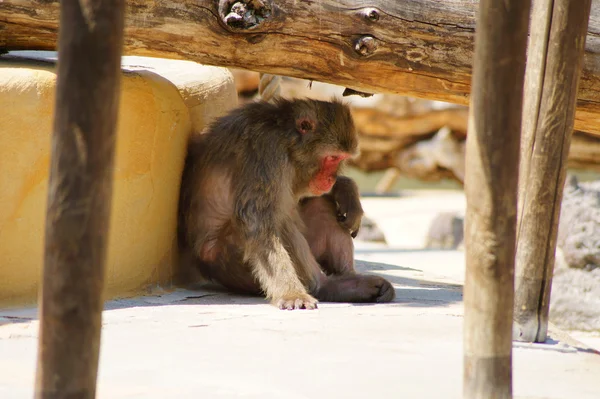 Macaco triste abaixo de uma árvore — Fotografia de Stock