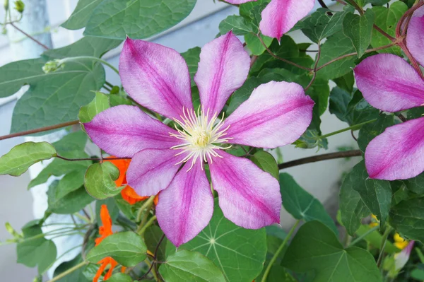 7 개의 꽃잎을 가진 Klimatis의 줄무늬 자주색 꽃 스톡 이미지