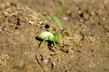 Yeşil kum örümceği