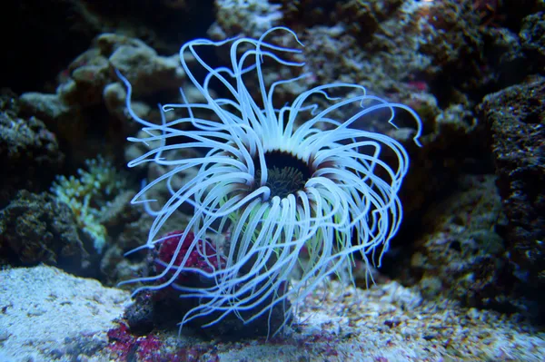 Anemone o un anemone marino — Foto Stock