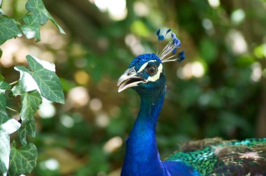 mavi bir kafa ile peacock