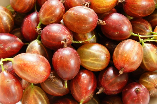 Ripe red gooseberry close up — Stock Photo, Image