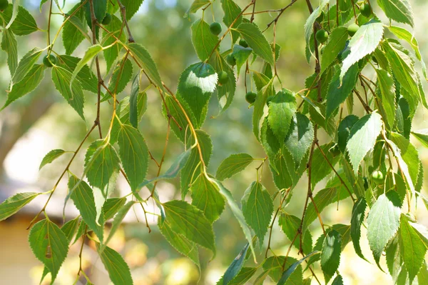 Pendulous branches with green leaves — Stock Photo, Image