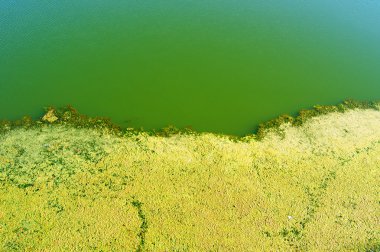 Yeşil su ve duckweed